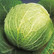 Savoy Cabbage Seeds Best of