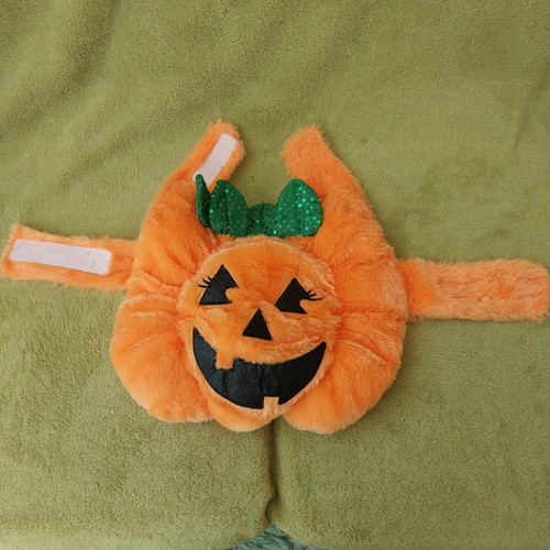 Pet halloween pumpkin - pet,