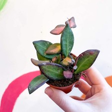 Hoya burtoniae 'Variegata'