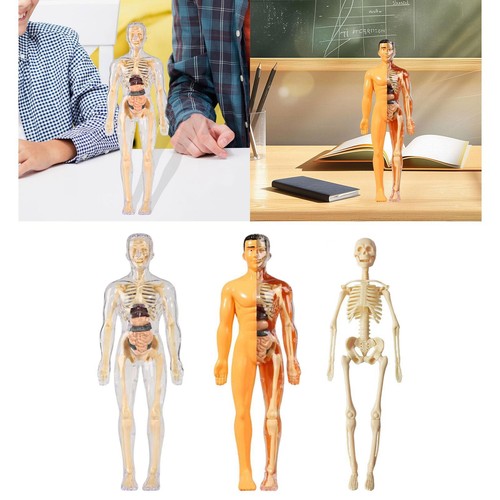 Human anatomy model for - human,