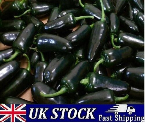 Black jalapeno pepper - black,