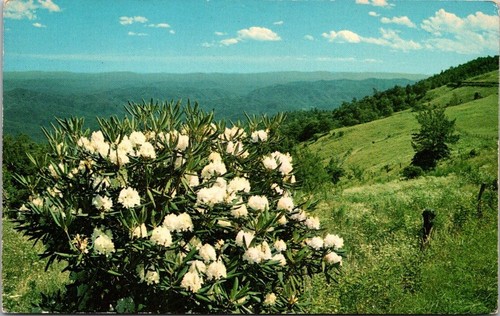 White rhododendron maximum - rhododendron,