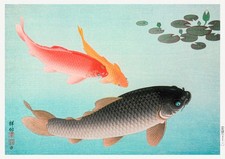 Common and Golden Carp by