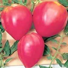 30 x GIANT PINK BEEF TOMATO