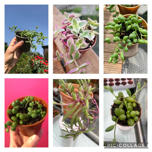 String things starter - of,