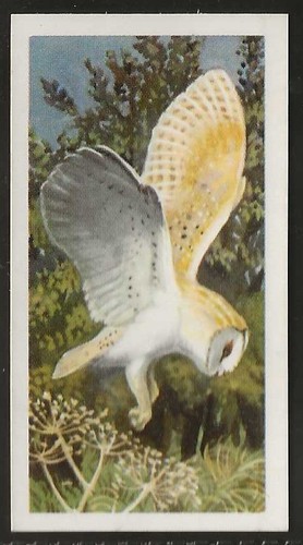 Brooke bond bird - bond, (tea)-bird