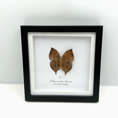 Dead leaf butterfly kallima - leaf,