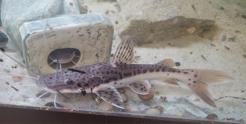 Redtail tiger shovelnose - tiger,