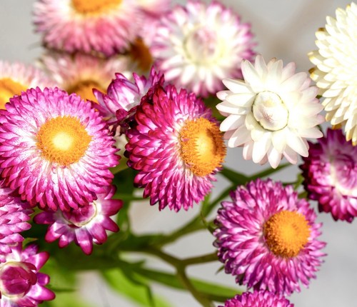 1500x straw flower - 1500x,