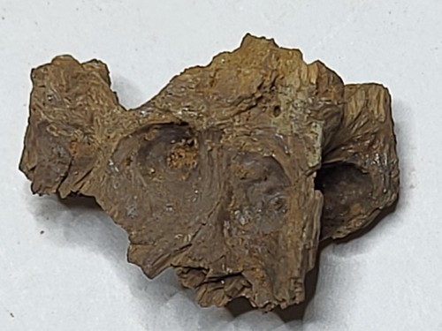 Rex caudal vertebra 20mm - vertebra, ~20mm