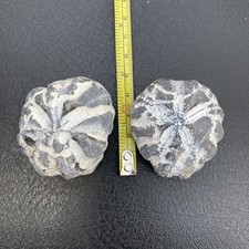 Fossil flint echinoid sea
