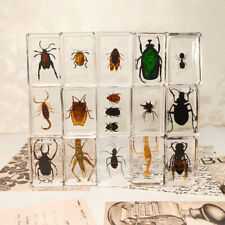 1X Resin Insects Specimens Bugs Shrimp Colorful Beetles Cricket Collection Gift