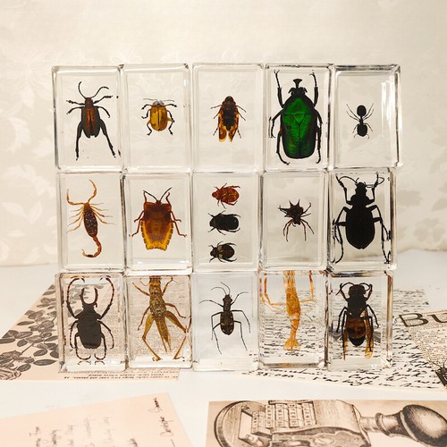 Resin insects specimens - 1x,