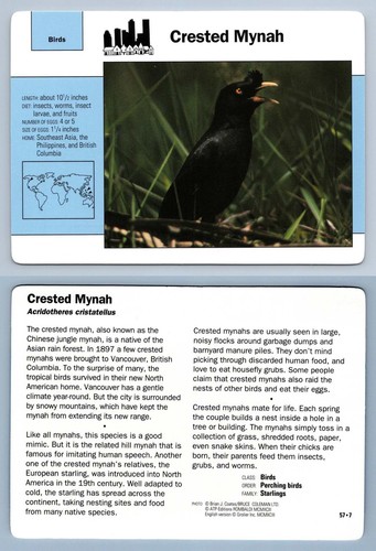 Crested mynah birds - crested, #57.7