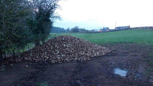 Photo 6x4 pile - of, fodder