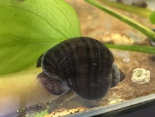 3+1 Black Mystery Snails-