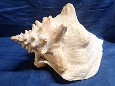 Natural Large Queen Conch
