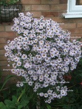 TWO Michaelmas Daisy, WHITE: HARDY PERENNIAL ASTER GARDEN PLANTS -transpant now!