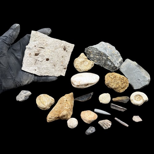 1kg british jurassic - british, fossil