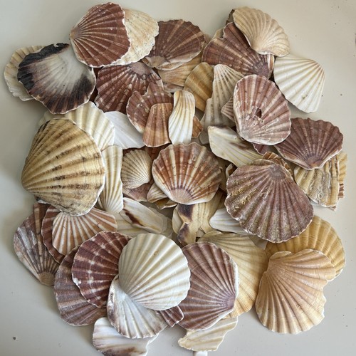 9kg broken scallop shell - 1.9kg,