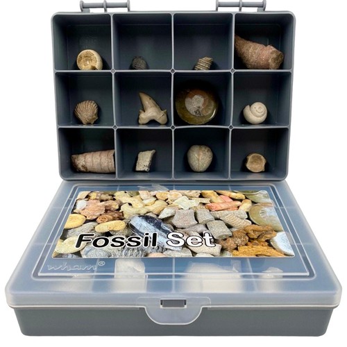Fossil set genuine - 12,
