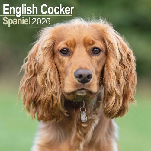 English cocker spaniel - cocker,