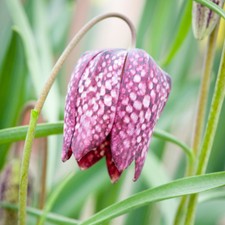 T&M Fritillaria meleagris Mixed Garden Border Plants Hardy Bulb Flowering Bulbs