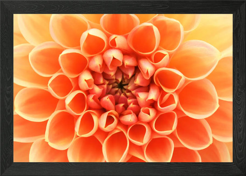 Beautiful flower framed - flower,