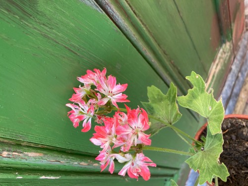 Pelargonium plant pamela - pelargonium,