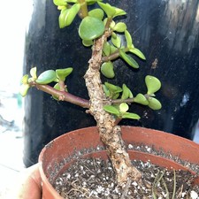 RARE ROUGH BARK Portulacaria Afra Dwarf Jade Bonsai subject