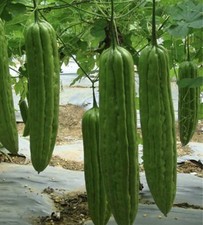 Chinese Bitter Melon Seeds