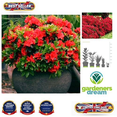 Low maintenance red azalea - low,