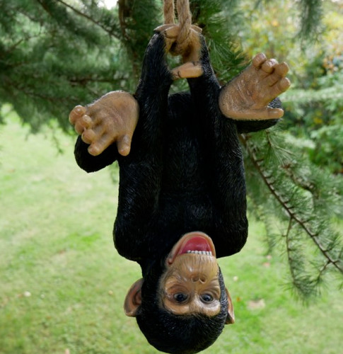 Upside down chimp - chimp, monkey