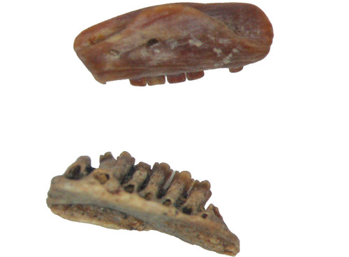 Oligocene fissure fossil - oligocene,