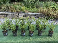 12 x Ilex Crenata Evergreen Hedging  (japanese holly)  (box  replacement)