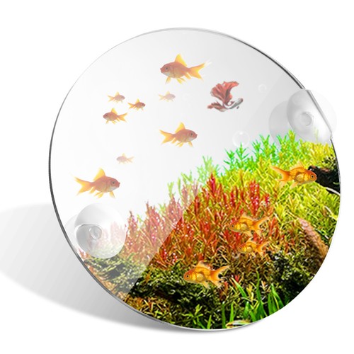 Betta fish exercise mirror - fish,