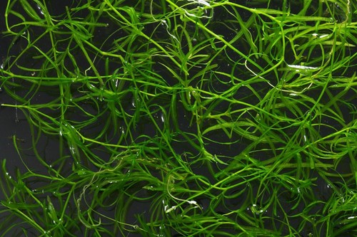 10g guppy grass - grass, najas