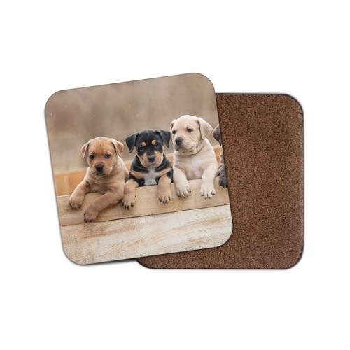 American staffy puppies - staffy,