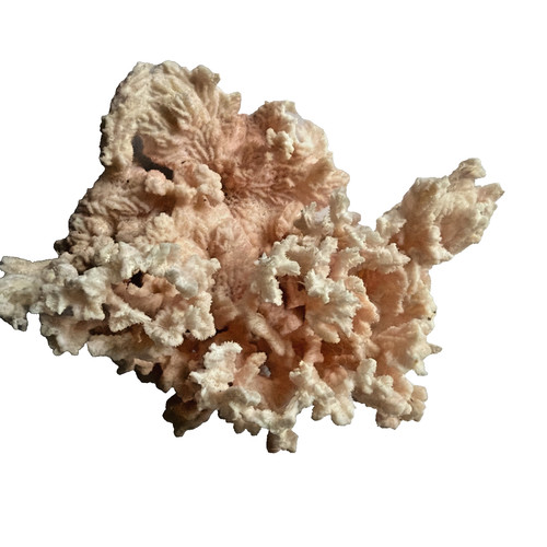 Vintage acropora tabletop - vintage,