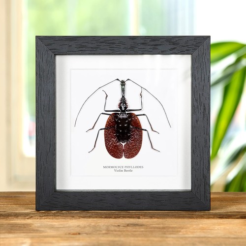 Violin taxidermy beetle frame - beetle,