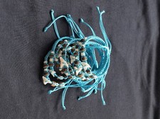 Shark tooth bracelet