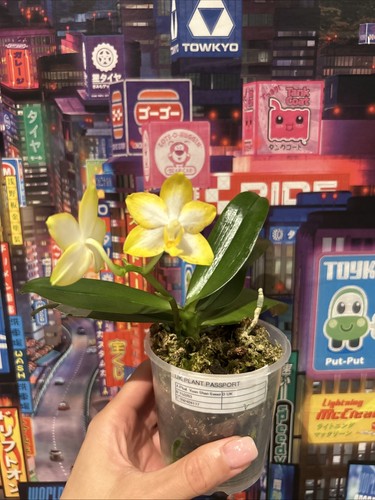 Phalaenopsis yuan shan sweet - yuan,