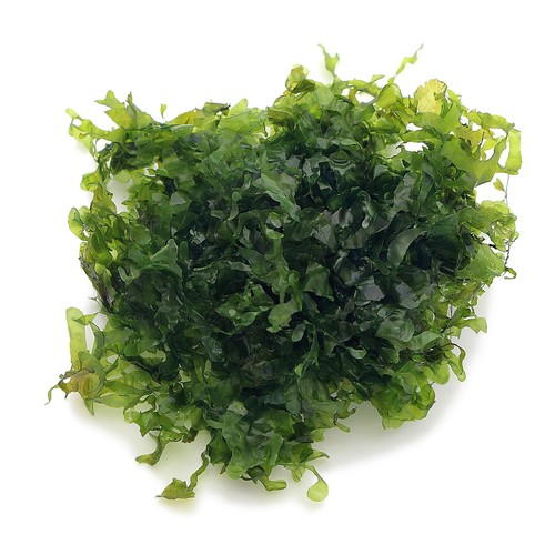 Monosolenium tenerum pelia - tenerum,