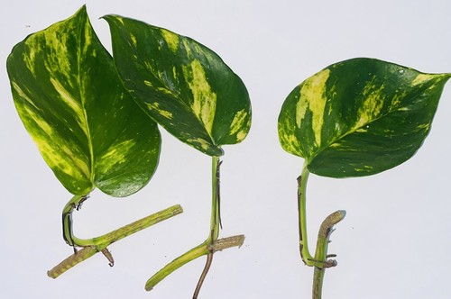 Golden pothos devil s - golden,