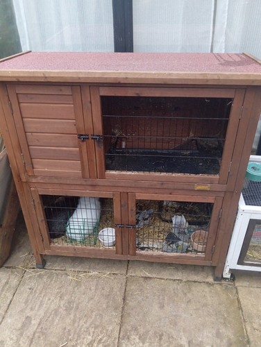 Two level rabbit guinea - or, guinea-pig