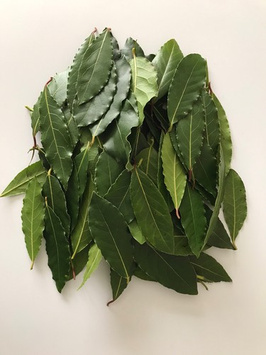 Bay leaves fresh organic - bay,