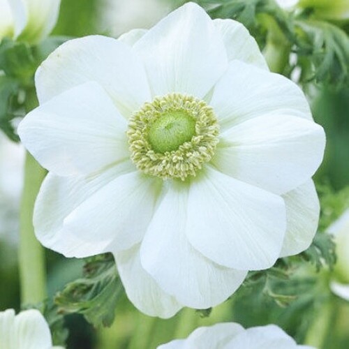 White poppy anemone de - 20,