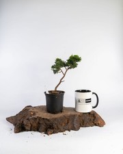 Hinoki Cypress Bonsai Tree 10.5cm Pot Hardy Outdoor Chamaecyparis Starter