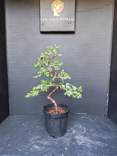 Juniper bonsai tree training - juniper,