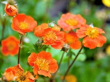6 X  Healthy GEUM Koi  Plug